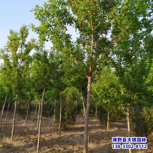 保定市望都縣叢生金葉復(fù)葉槭,價格咨詢,18公分復(fù)葉槭