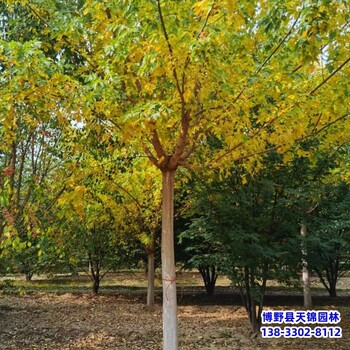 宁夏16公分金叶复叶槭本地价格-复叶槭-复叶槭种植