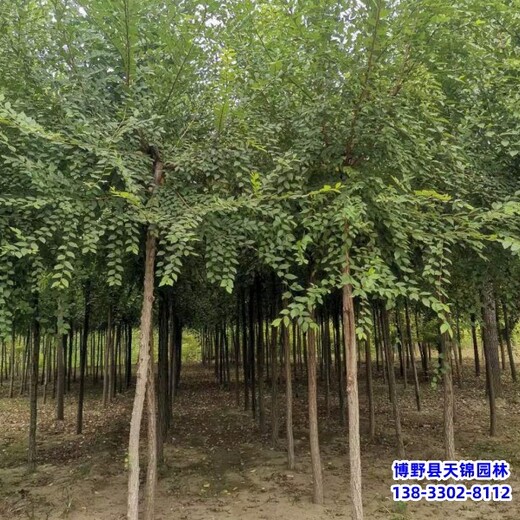 15公分榆樹綠化新品種,保定高陽縣,綠化植物產(chǎn)地