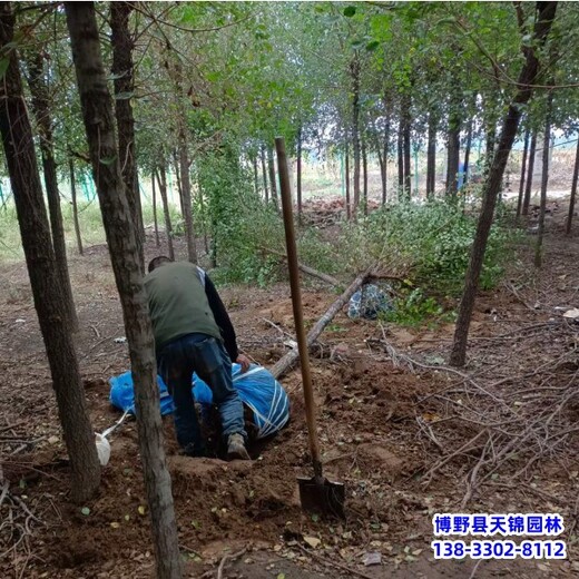 8公分榆樹提供技術(shù)指導(dǎo),保定市博野縣,大規(guī)格榆樹