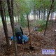白榆樹種子圖