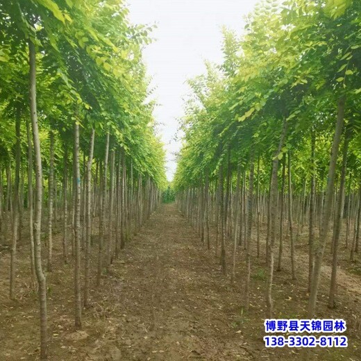 河北博野縣8公分榆樹苗貨到付款-白榆樹-平頭榆樹種植