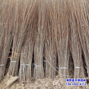河北地區10公分榆樹苗本地價格-榆樹種子-榆樹小苗基地