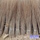 圓冠榆樹(shù)圖