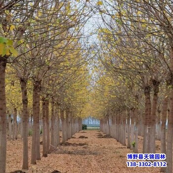 河北博野縣8公分金葉復葉槭本地價格-糖槭-復葉槭種植