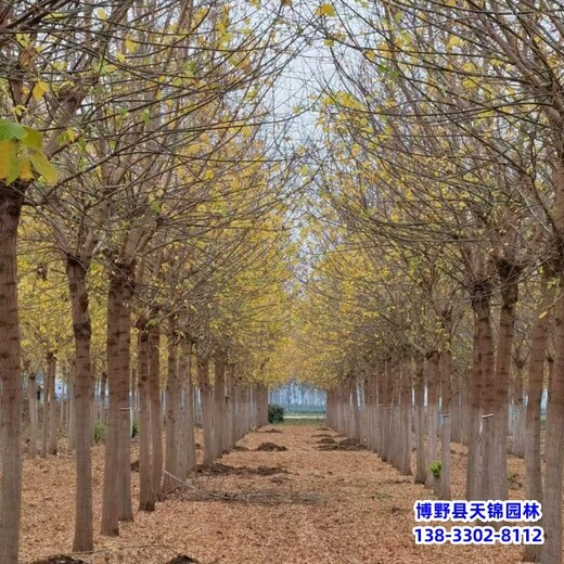 保定市望都縣矮桿金葉復(fù)葉槭,提供技術(shù)指導(dǎo),復(fù)葉槭小苗