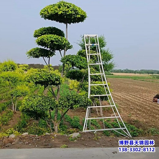 12公分榆树提供技术指导,保定清苑县,绿化植物产地