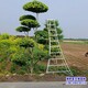 白榆樹種子圖