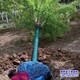 15公分复叶槭图