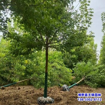 河北安國12公分金葉復(fù)葉槭帶土球裝車-糖槭-復(fù)葉槭基地