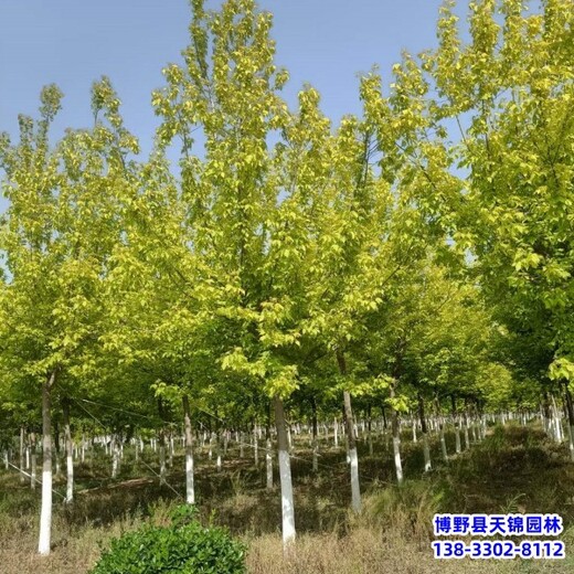 保定市安新縣叢生金葉復(fù)葉槭,批發(fā)零售,10公分復(fù)葉槭