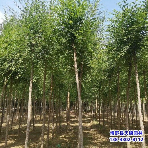 8公分榆樹提供技術(shù)指導(dǎo),保定市清苑縣,白榆樹種子