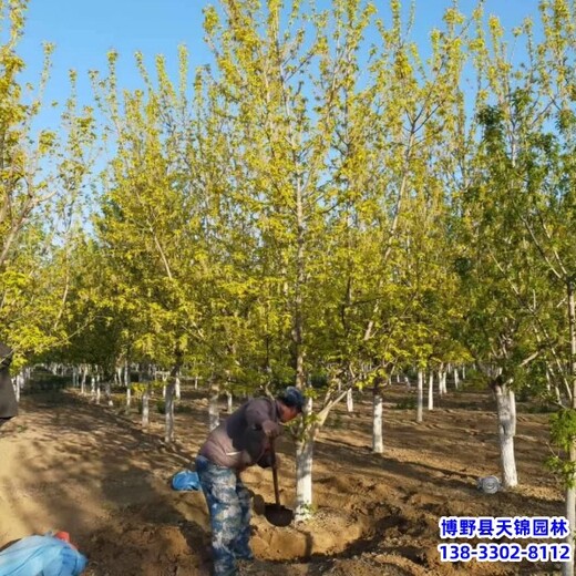 保定市望都县丛生金叶复叶槭,绿化新品种,复叶槭假植苗