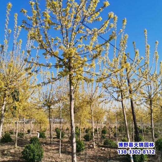 湖北20公分金葉復(fù)葉槭本地價(jià)格-綠葉復(fù)葉槭-復(fù)葉槭基地