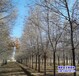 北京10公分榆树苗多少钱合适-长枝榆树-榆树小苗基地