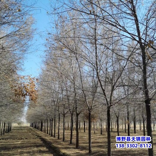 12公分榆树提供技术指导,保定清苑县,天锦园林苗圃