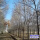 大規(guī)格榆樹圖