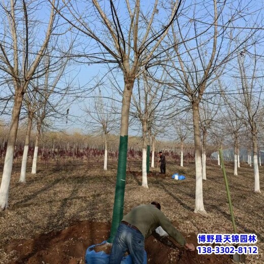 保定市安新縣矮桿金葉復(fù)葉槭,綠化新品種,18公分復(fù)葉槭