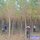 大規(guī)格榆樹圖