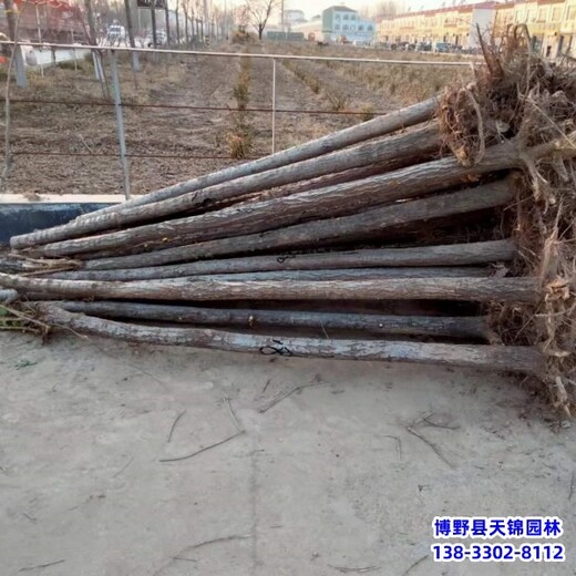 15公分榆樹苗木質(zhì)量好,河北博野縣,綠化植物產(chǎn)地