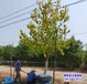保定市安新縣矮桿金葉復(fù)葉槭,降價(jià)銷售,18公分復(fù)葉槭