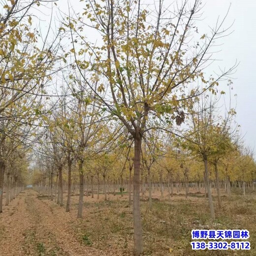 保定市安新縣叢生金葉復(fù)葉槭,苗圃種植,10公分復(fù)葉槭