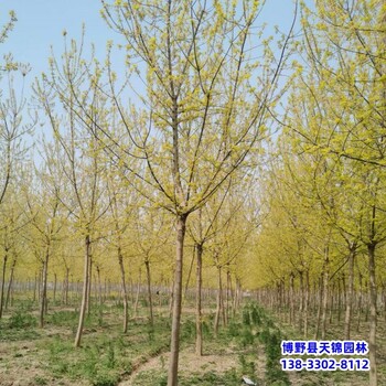 河北定州18公分金葉復(fù)葉槭退林銷售-糖槭-復(fù)葉槭種植