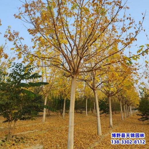 保定市安新縣矮桿金葉復(fù)葉槭,廠家批發(fā),12公分復(fù)葉槭
