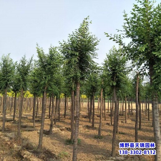 保定地區(qū)小苗榆樹苗多少錢合適-垂枝榆樹-平頭榆樹種植