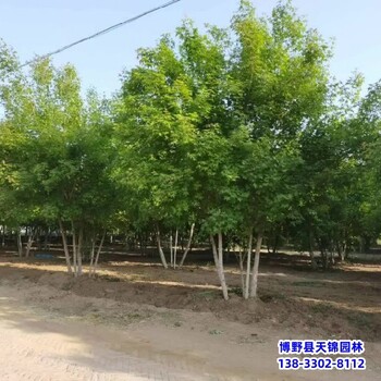 河北博野縣8公分金葉復葉槭本地價格-糖槭-復葉槭種植