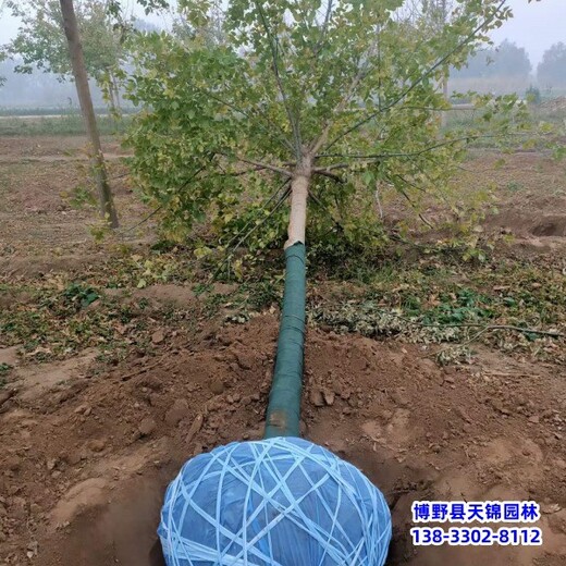 保定市安新縣叢生金葉復(fù)葉槭,價(jià)格行情,15公分復(fù)葉槭