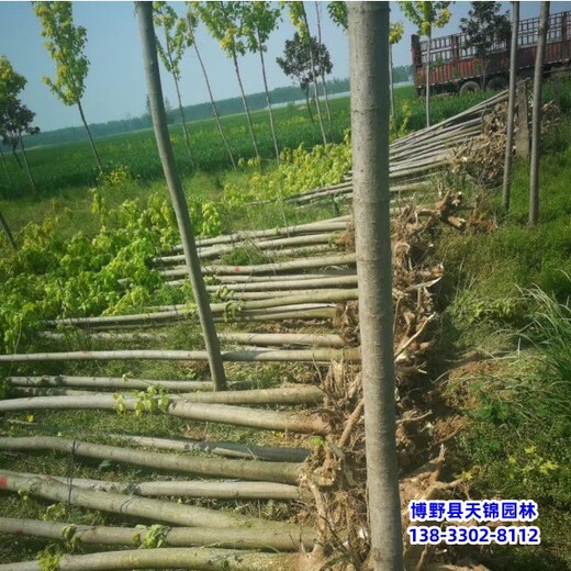 保定市望都縣叢生金葉復葉槭,本地價格,15公分復葉槭