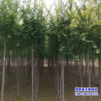 10公分榆樹提供技術(shù)指導(dǎo),河北保定,綠化植物產(chǎn)地