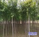 雄安地区8公分榆树苗价格咨询-榆树种子-平头榆树种植