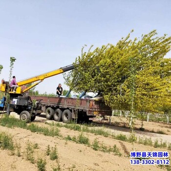雄安地區(qū)16公分金葉復葉槭來電咨詢-綠葉復葉槭-復葉槭種植