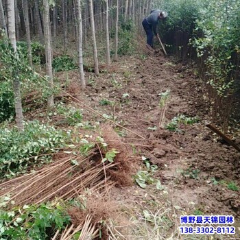 河北定州小苗榆树苗货到付款-垂枝榆树-榆树小苗基地