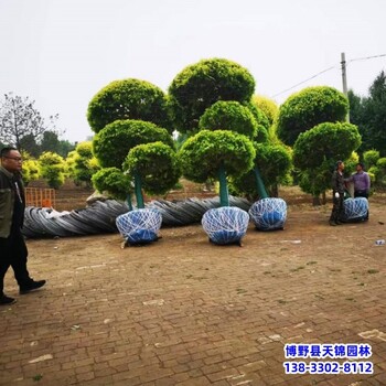 保定地区10公分榆树苗退林销售-垂枝榆树-平头榆树种植