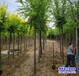 河北省3公分榆树苗带土球装车-榆树种子-平头榆树种植