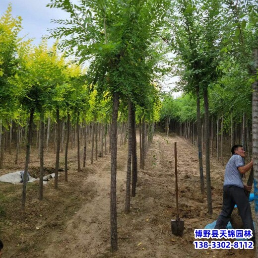 12公分榆树苗木质量好,河北博野县,天锦园林苗圃