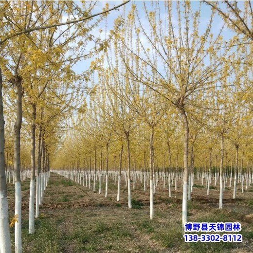 保定市安新縣矮桿金葉復(fù)葉槭,質(zhì)優(yōu),15公分復(fù)葉槭