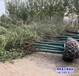 8公分榆樹提供技術(shù)指導(dǎo),河北保定市,綠化植物產(chǎn)地