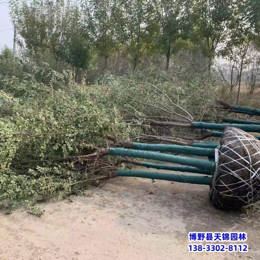 10公分榆樹提供技術(shù)指導(dǎo),保定市博野縣,本地苗圃