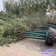 白榆樹(shù)圖