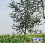 10公分榆树提供技术指导,河北博野县,白榆树种子