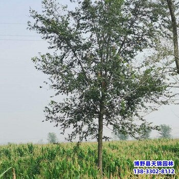 湖北6公分榆樹苗帶土球裝車-大葉榆樹-平頭榆樹種植