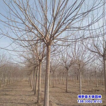 保定市定州12公分金葉復葉槭自產自銷-糖槭-復葉槭基地
