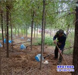15公分榆树提供技术指导,保定高阳县,白榆树种子