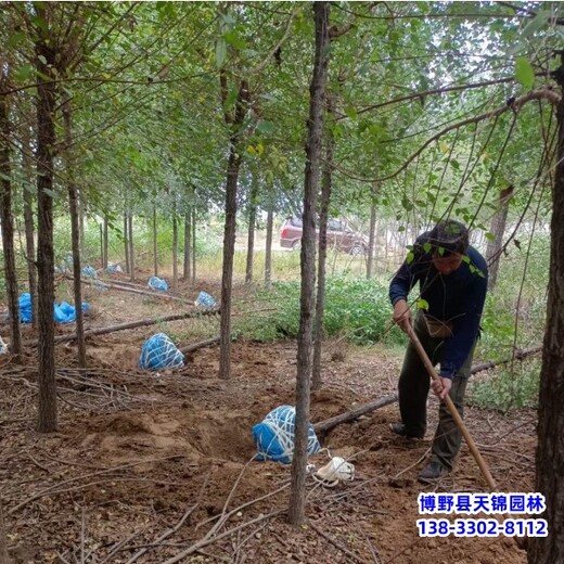 8公分榆树提供技术指导,河北博野县,绿化植物产地