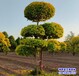 北京10公分榆树苗多少钱合适-垂枝榆树-平头榆树种植