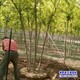 18公分复叶槭图